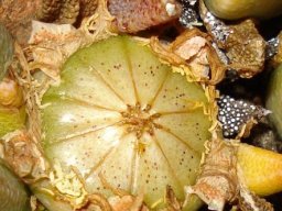 Rabiea albinota shiny capsule
